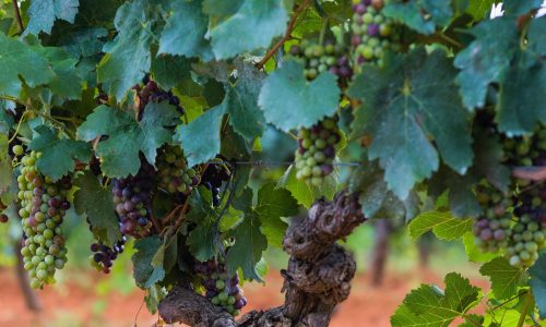 1. Vines-min 1. Vines-min