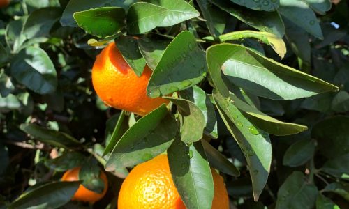 2. Murrumbidgee Orange