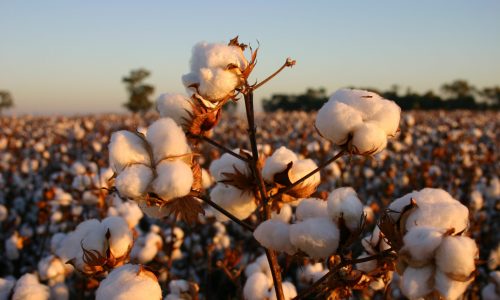 3. Cotton plant - Cotton Australia