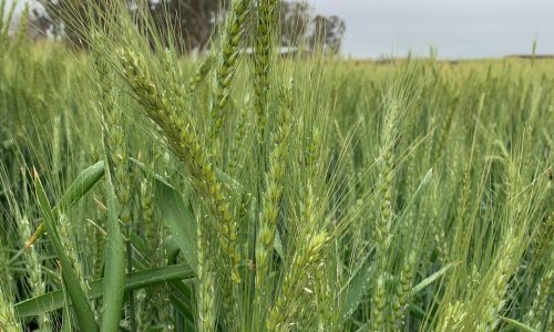 4. Moree wheat